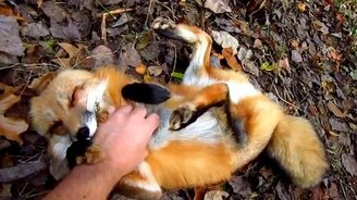 Игры с домашней лисой - смотреть видео (5:05)