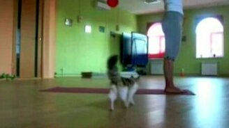 Кошкина йога - смотреть видео (2:04)