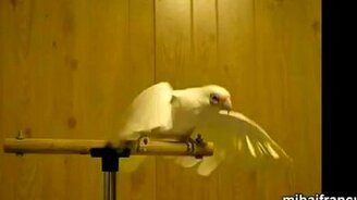 Танцующие попугаи - смотреть видео (2:19)