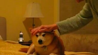 Как не надо разговаривать с собаками - смотреть видео (1:07)