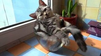 У кота выходной - смотреть видео (1:21)