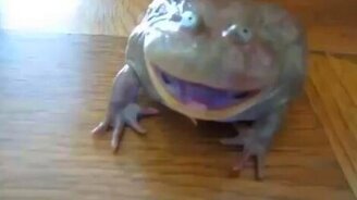 Странный возглас лягушки - смотреть видео (0:14)