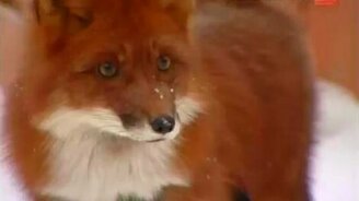 Лиса - лучший друг - смотреть видео (2:28)