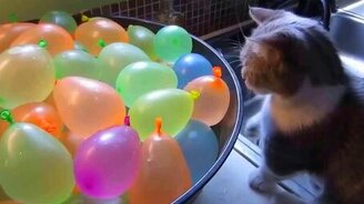 Кошечка и хвостики от воздушных шариков - смотреть видео (0:55)