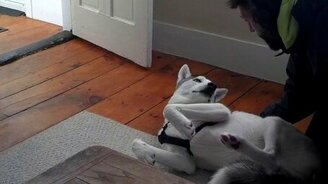 Ну пойдём в будку! - смотреть видео (1:33)