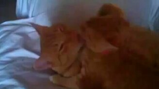 Самые ласковые котики - смотреть видео (1:26)