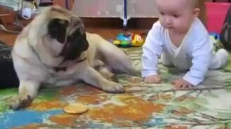 Малыш и мопс делят печенье - смотреть видео (1:43)