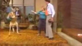 Боевой кенгуру - смотреть видео (1:29)