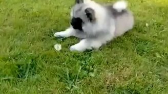 Пёс устрашает одуванчика - смотреть видео (0:23)