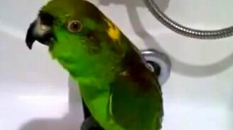 Попугай поёт Беловежскую пущу - смотреть видео (2:19)