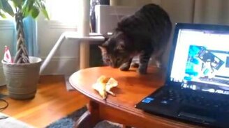 Что за зверь такой банан? - смотреть видео (0:39)