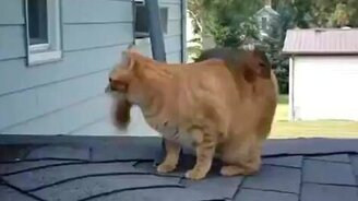 Кошка и белка резвятся - смотреть видео (0:53)