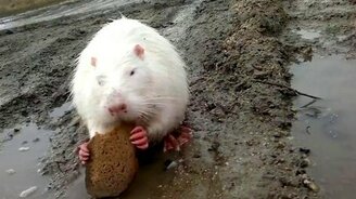 Видели нутрий? - смотреть видео (2:32)