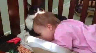 Кошка начищает малышку - смотреть видео (0:48)