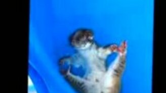 Балдёжник-опоссум - смотреть видео (0:36)