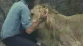Встреча со львом после разлуки - смотреть видео (1:17)