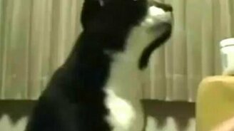 Ведь я же лучше телефона! - смотреть видео (0:46)