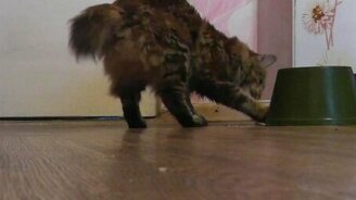 Кошка пытается открыть банку с таблетками - смотреть видео (2:16)