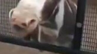 Улыбчивые ослики - смотреть видео (1:15)