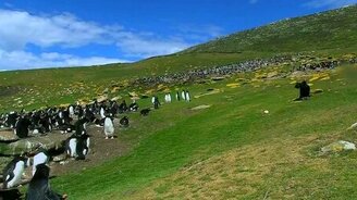 Птица-оператор - смотреть видео (1:55)