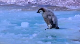 Лучшие пингвиньи курьёзы - смотреть видео (1:25)