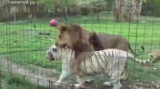 Дружба льва и белой тигрицы - смотреть видео (1:25)