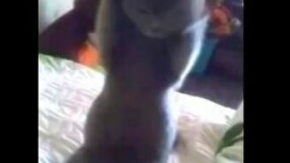 Профессиональная у котёнка стойка - смотреть видео (0:27)