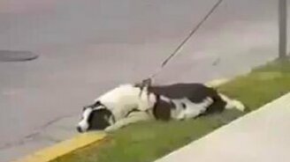 Реакция собаки на проезжающие машины - смотреть видео (0:44)