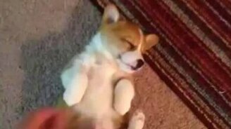 Дай уже поспать! - смотреть видео (1:28)