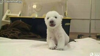 Первые шаги и звуки белого медвежонка - смотреть видео (1:09)