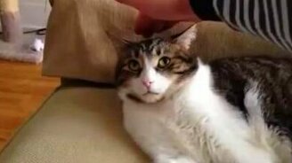 Кот в недоумении - смотреть видео (0:59)