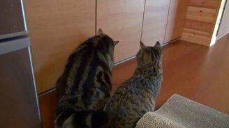 Домашние лазутчики - смотреть видео (1:33)