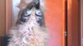 Когда видишь, как ссорятся лучшие друзья... - смотреть видео (0:59)