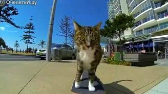 Кот-скейтбордист - смотреть видео (2:10)