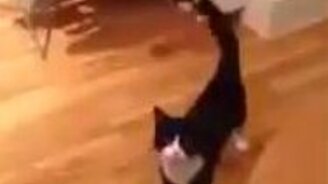 Ритуальный танец кота - смотреть видео (0:27)