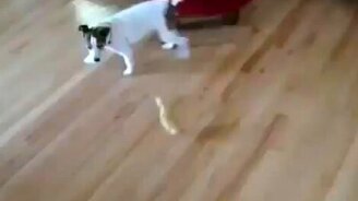 Утёнок гоняет по комнате собаку - смотреть видео (1:18)