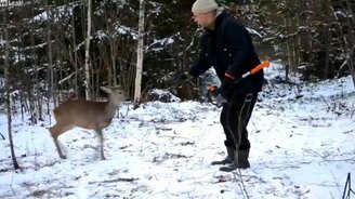 Смелый оленёнок против охотника - смотреть видео (2:05)