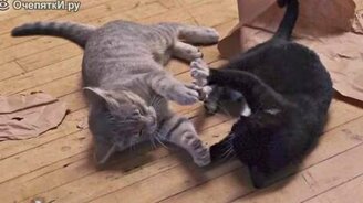 Кошечки и дабстеп - смотреть видео (1:28)