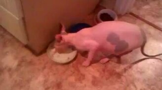 Говорящая кошка за едой - смотреть видео (0:45)