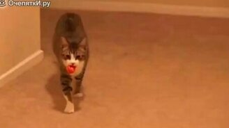 Коты с собачьими повадками - смотреть видео (4:15)