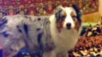 Собака и сирена - смотреть видео (0:21)