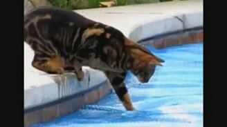 Кошачий позитив в сборке - смотреть видео (3:12)