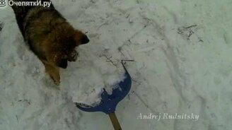 Драгоценная собака-помощница - смотреть видео (5:39)