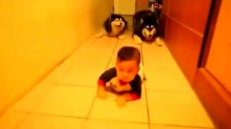 Хаски ползут за малышом - смотреть видео (0:26)