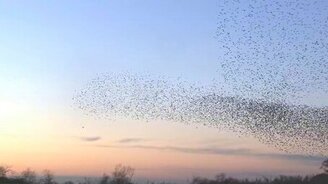 Удивительные стаи скворцов - смотреть видео (3:55)