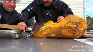 Рыба схватила за руку рыбака - смотреть видео (4:19)