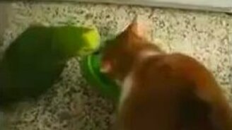 Попугай злит кошку за едой - смотреть видео (0:36)