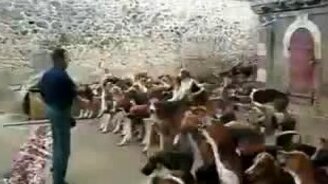 Повелитель собак - смотреть видео (0:39)