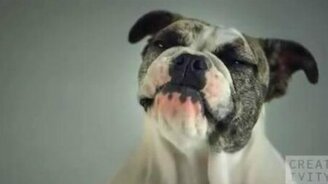 Лакомство и собаки в замедлении - смотреть видео (1:30)