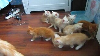 Кошка-мать нарушила покой в семействе - смотреть видео (0:24)